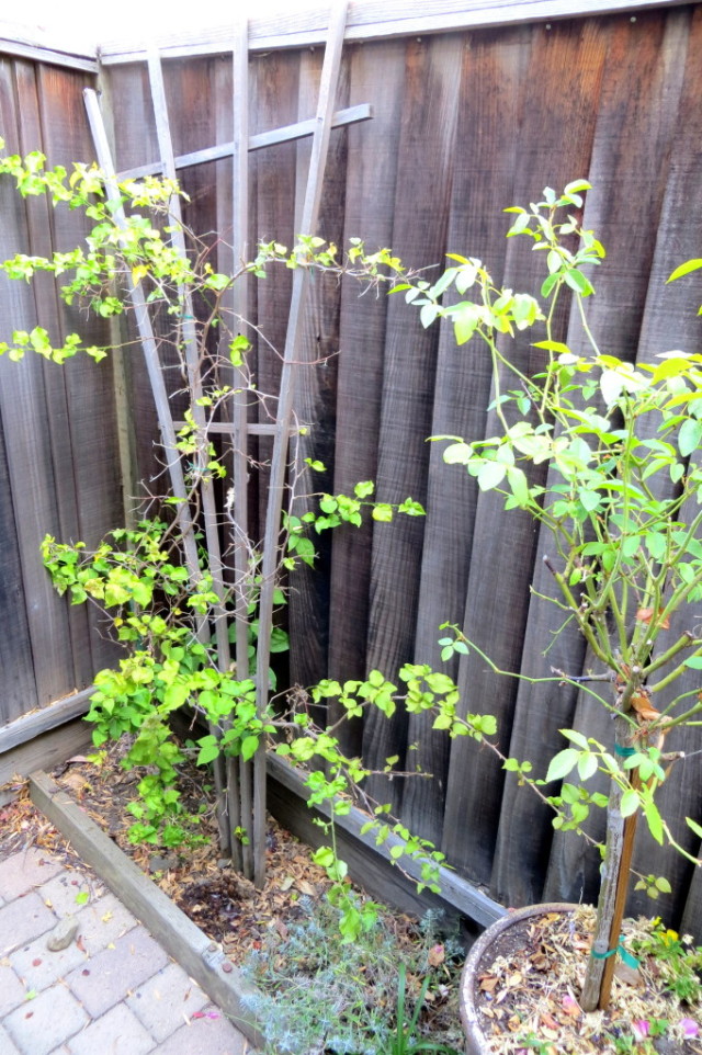 Landscaping with Hedges startwithfourwalls.com