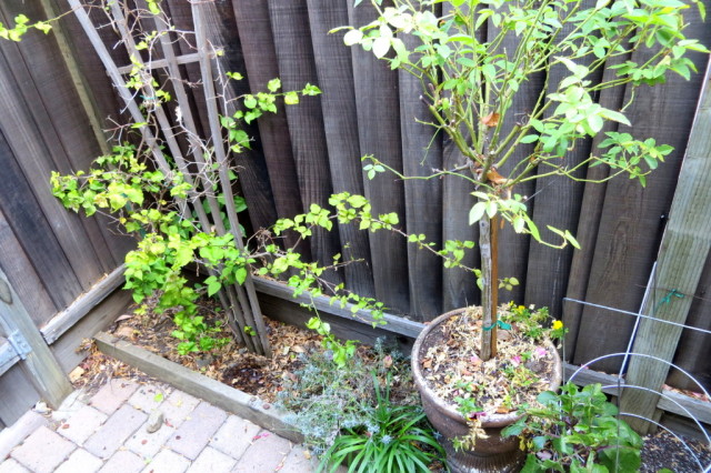 Landscaping with Hedges startwithfourwalls.com