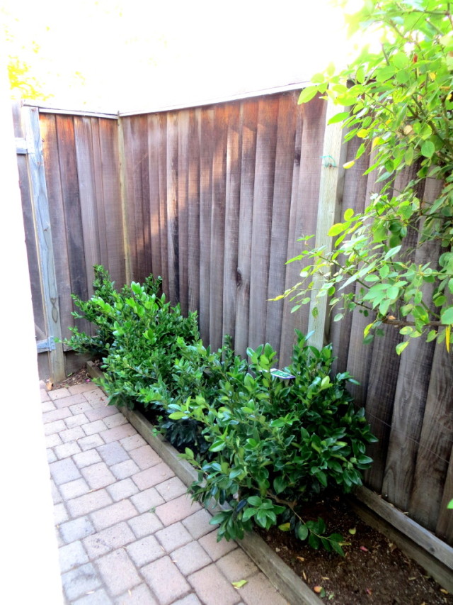 Landscaping with Hedges startwithfourwalls.com