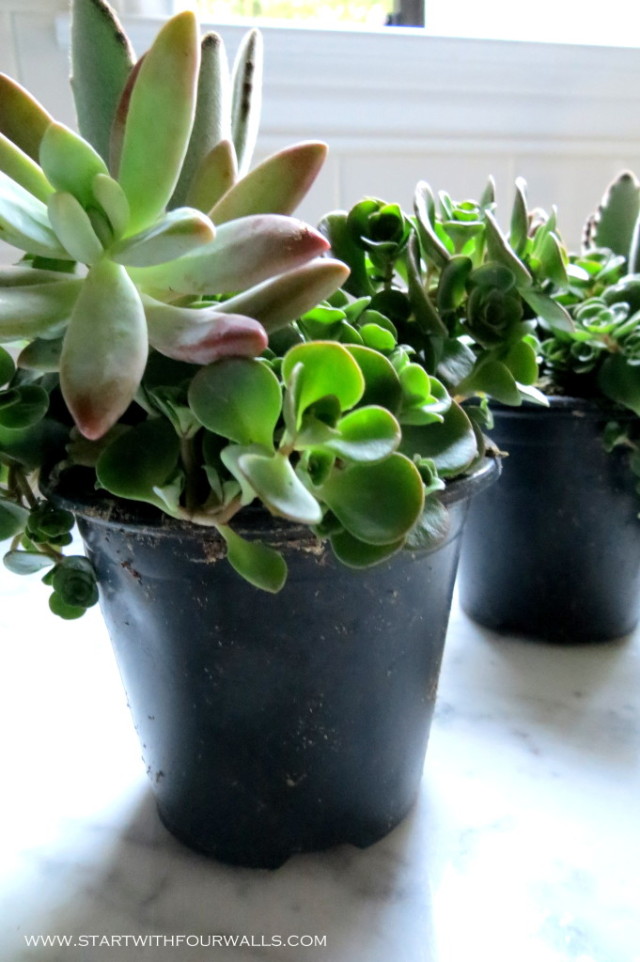 DIY Succulent Urn startwithfourwalls.com