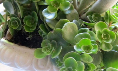 DIY Succulent Urn startwithfourwalls.com